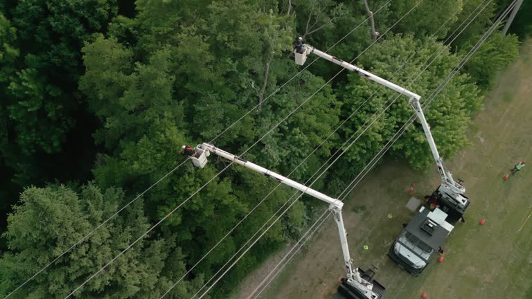 How Our Tree Care Process Works  in Hudson Falls, NY